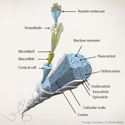 Ullfibrens anatomi – keratin, cortex, kutikula och protofibriller