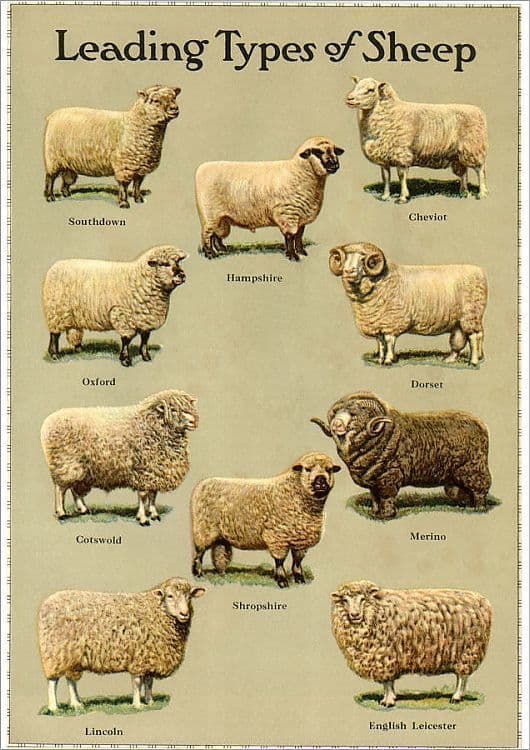Klassisk illustration av ledande fårraser – Southdown, Hampshire, Merino med flera