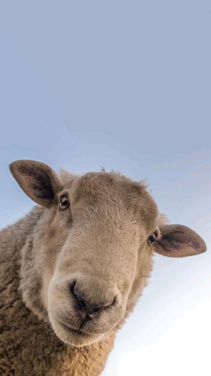 Närbild på ett får med tjock ullig päls mot blå himmel