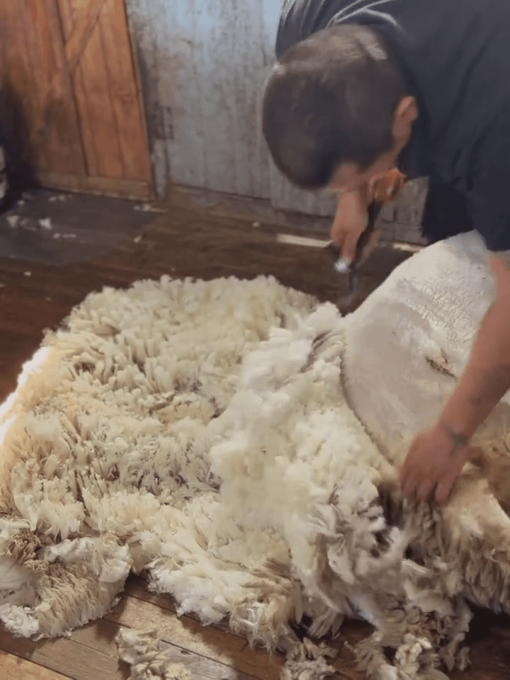 Fårklippning pågår – ullen tas tillvara för vidare bearbetning