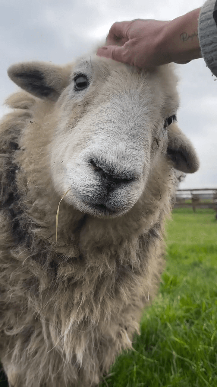 Får som klias av hand – fårull är ett naturmaterial
